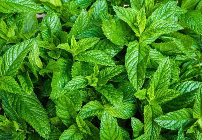 Mint: A Healing Burst of Cool Flavor Mint mobile app android