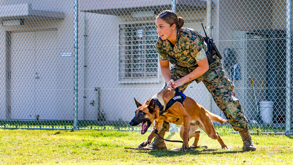 Dog Handler Careers Guide