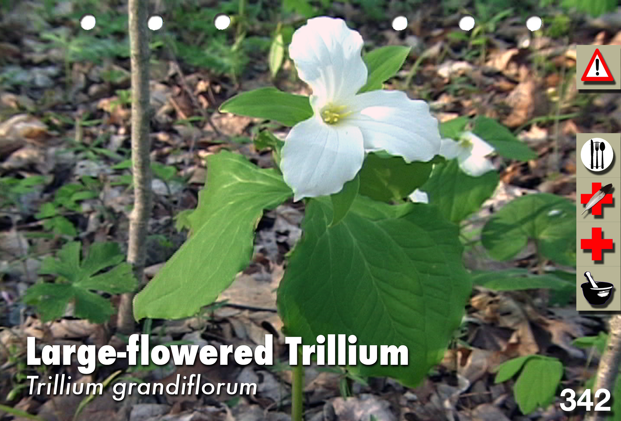 Largeflowered Trillium Edible, Medicinal, Cautions & Other Uses The