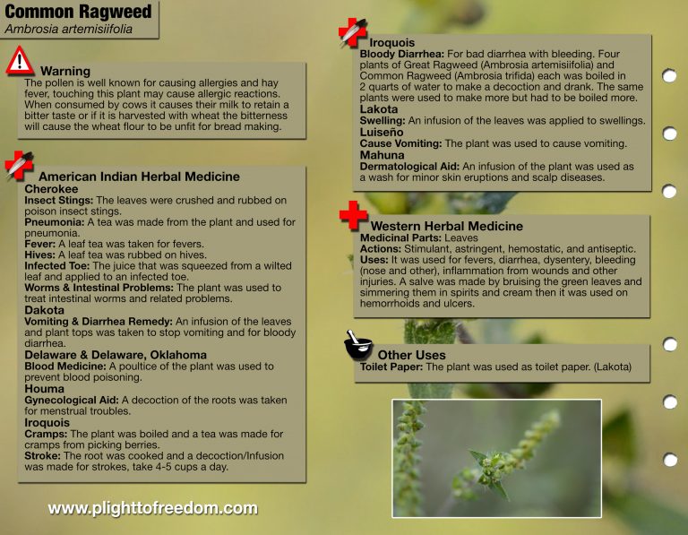 Common Ragweed Caution, Medicinal & Other Uses The Cargo Cult Café