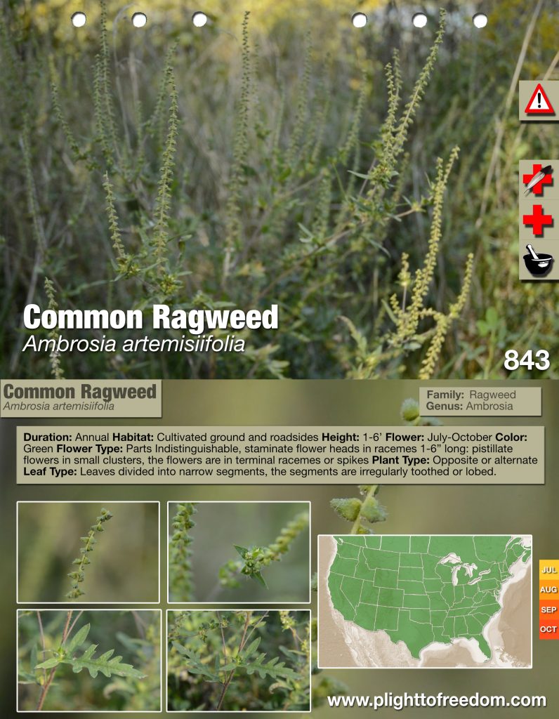 Common Ragweed Caution, Medicinal & Other Uses The Cargo Cult Café