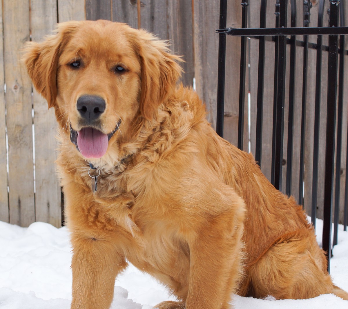 Dog Sitting, Pet Sitting, Dog Walking, Denver, Thornton, Pet Sitter