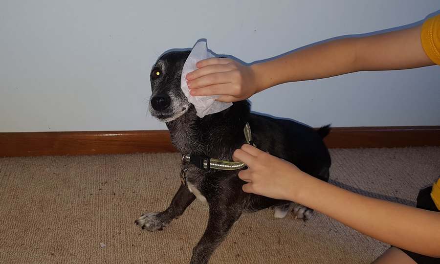 How To Clean Chihuahuas Eyes Caring For All Pets