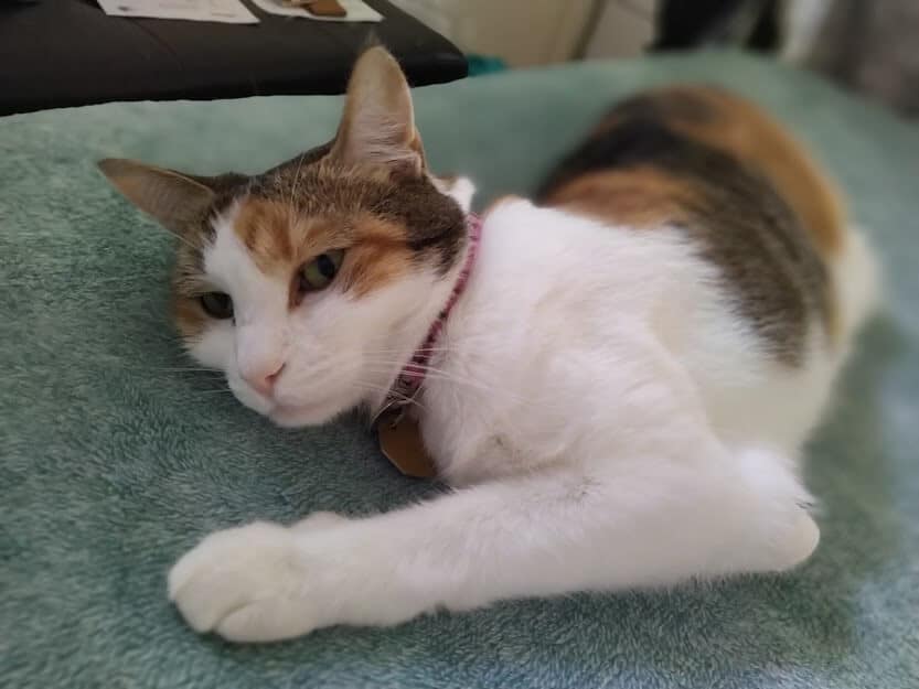 Why Do Cats Have Hair In Their Ears