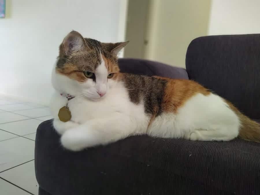 Domestic Shorthair Ear Tufts Caring For All Pets