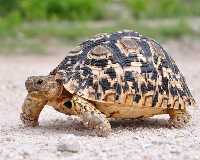 Types of Pet Tortoises How to Take Care of a Turtle