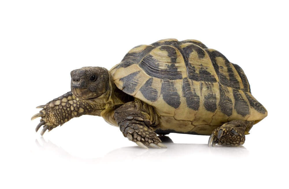 How to Take Care of a Turtle or Tortoise