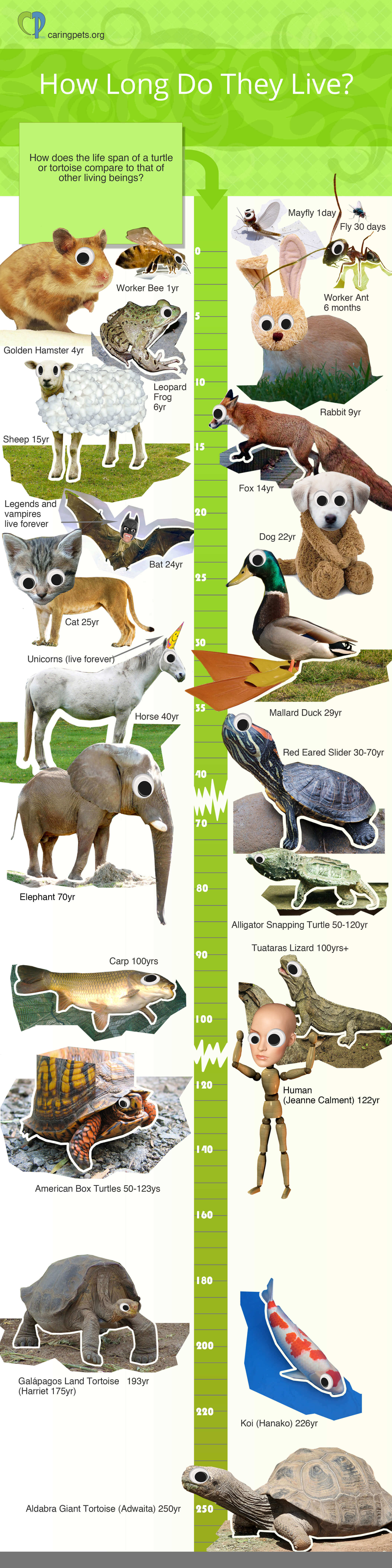 Turtle Lifespan How to Take Care of a Turtle