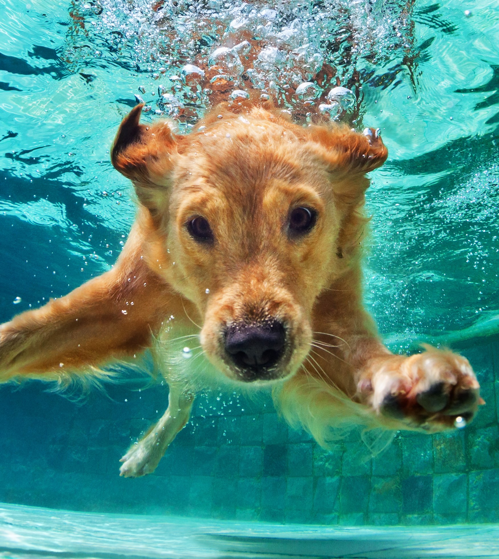 Underwater,Funny,Photo,Of,Golden,Labrador,Retriever,Puppy,In,Swimming