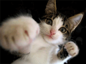 Gif Animate Gatti Immagini Animate Di Gatti E Gattini