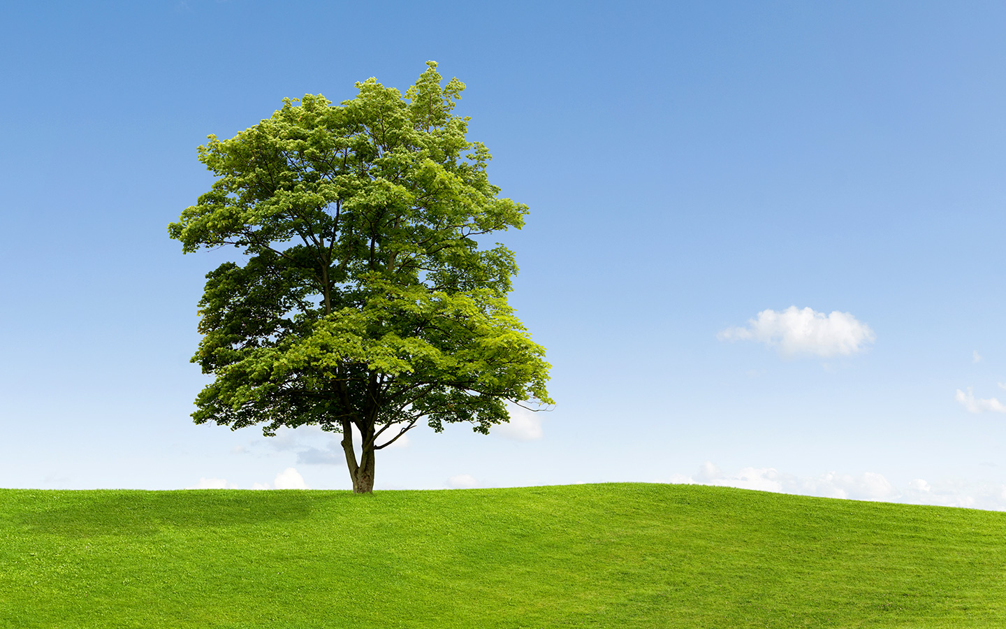 Why Trees Are Important to The Environment Health of the