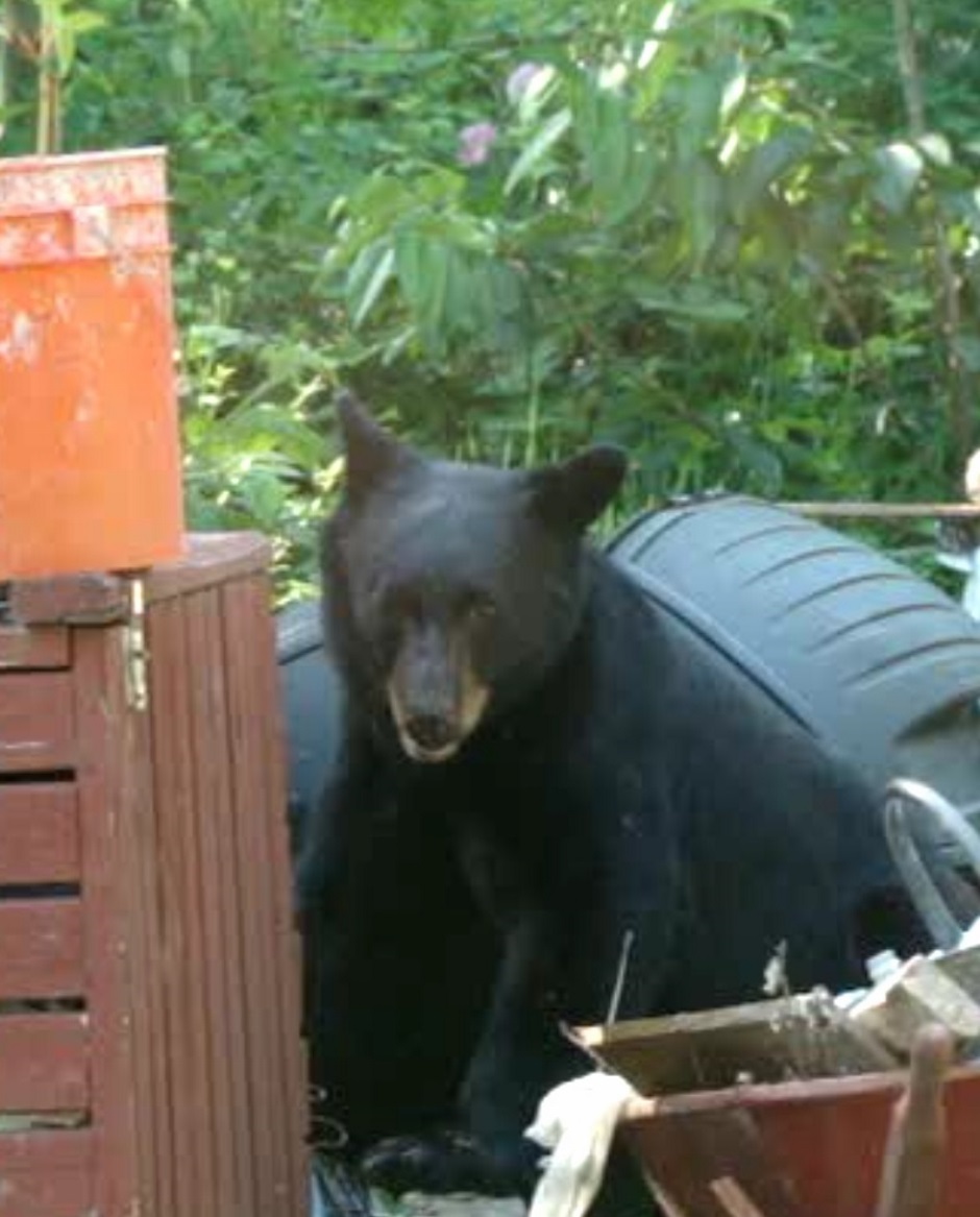 The Meditative Gardener Composting with Bears