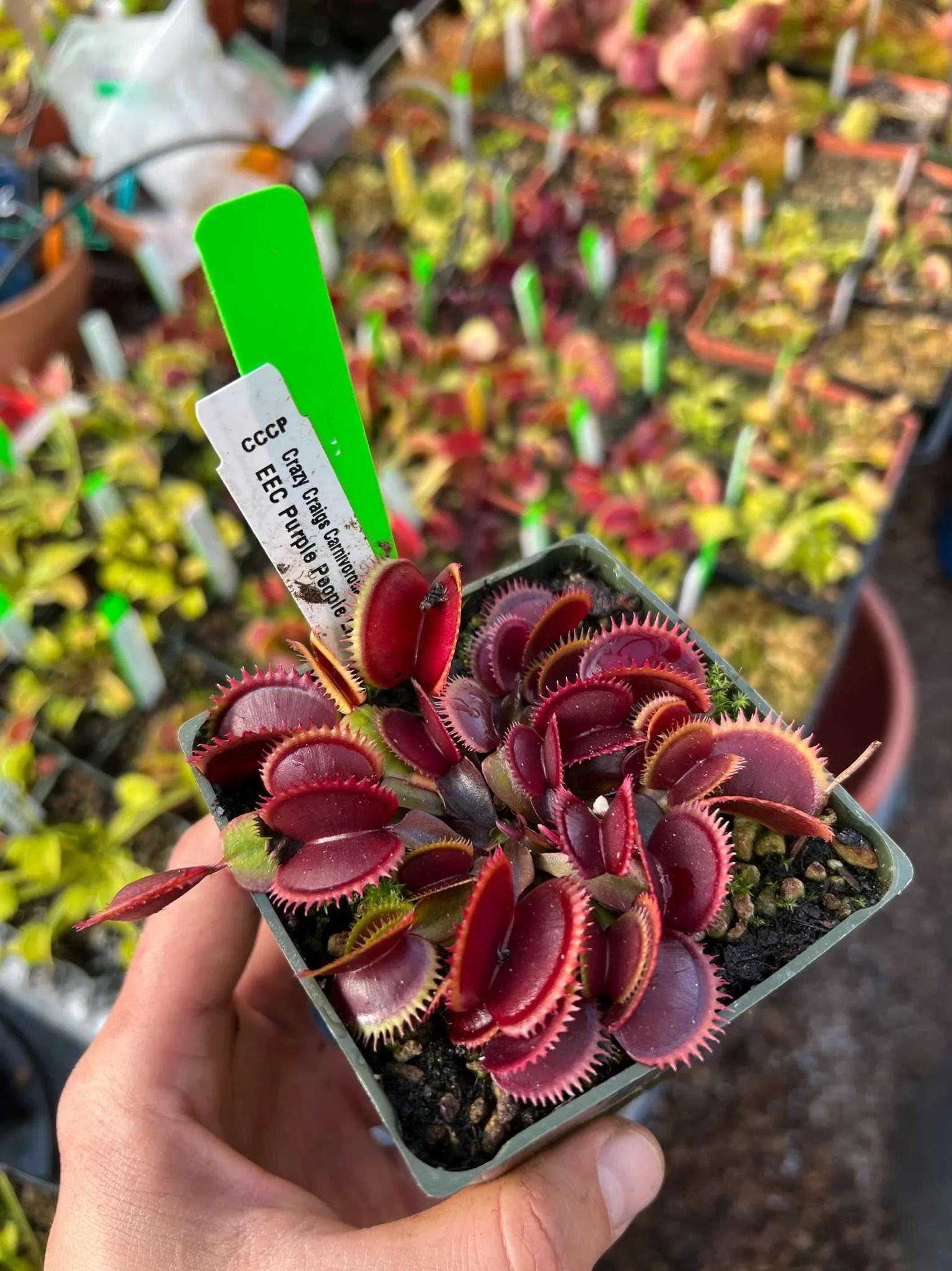 Dionaea muscipula CCCP EEC Purple People Eater Small Carnivorous