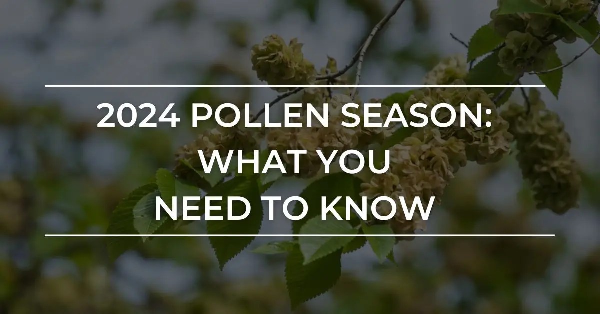 2024 Pollen Season in North Carolina What You Should Know Carolina