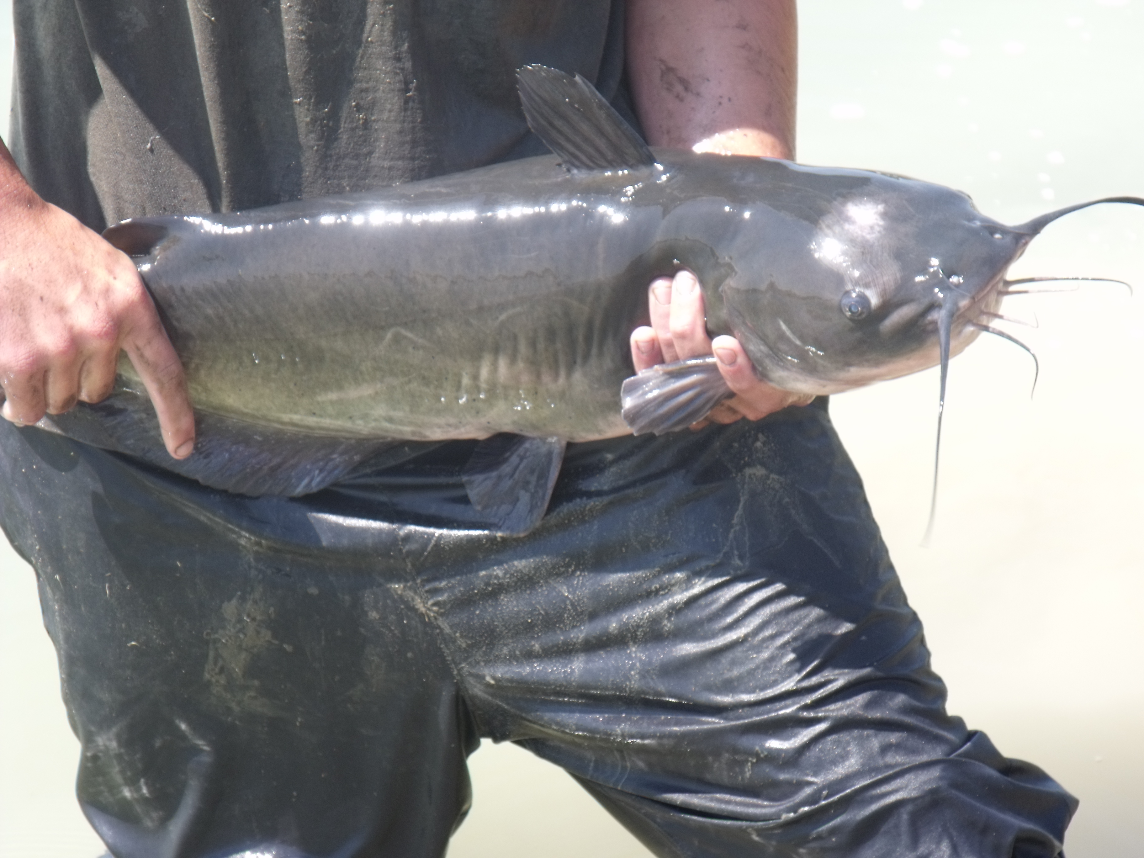 Live Fish for Pond Stocking Photo Gallery Carolina Fish Hatchery, Inc.