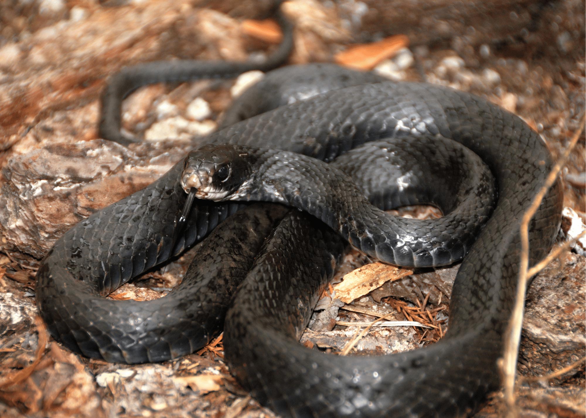 What To Do When You Find A Snake In Charlotte Carolina Pest