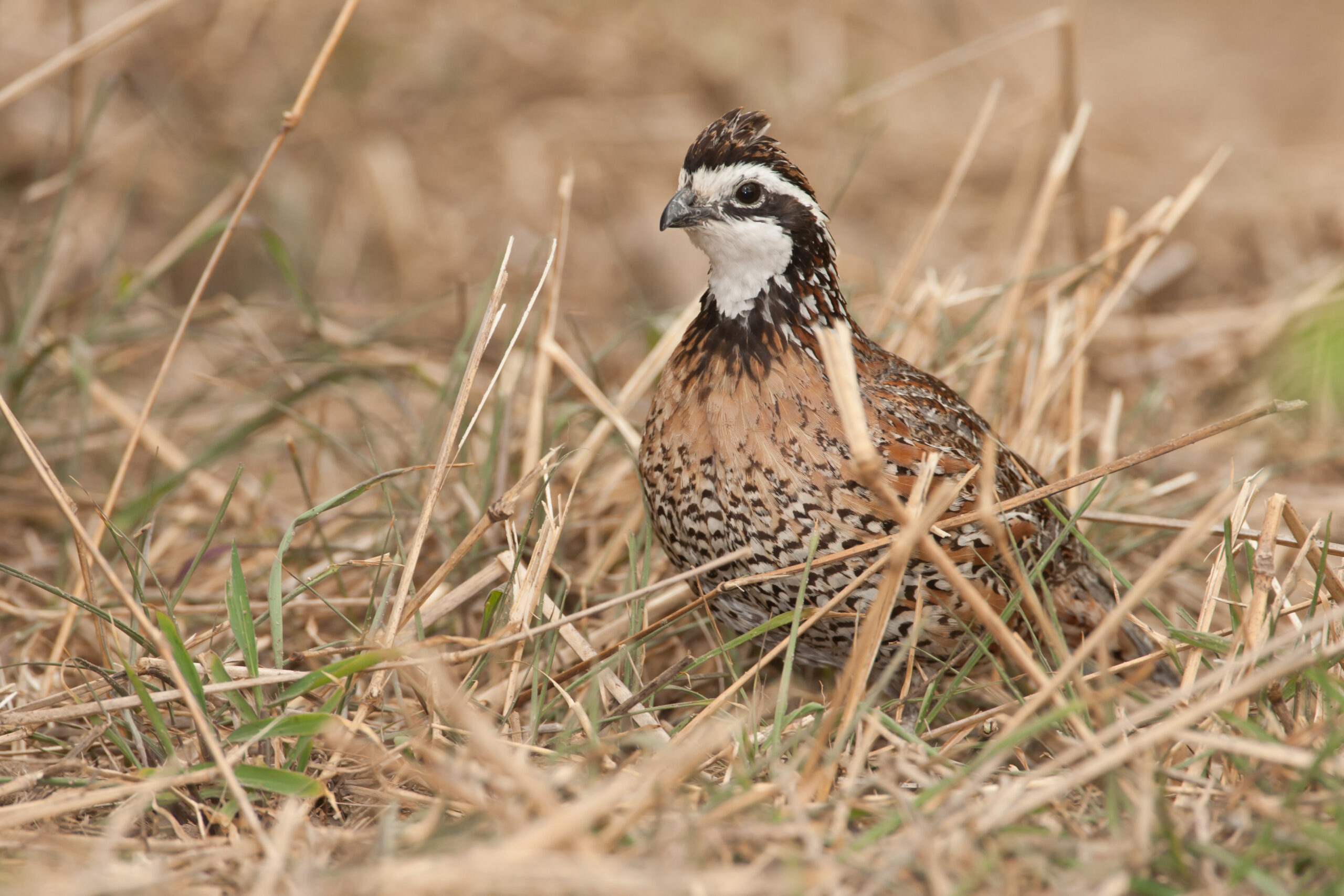 Learn to improve quail habitat at SCDNR seminar Carolina Sportsman