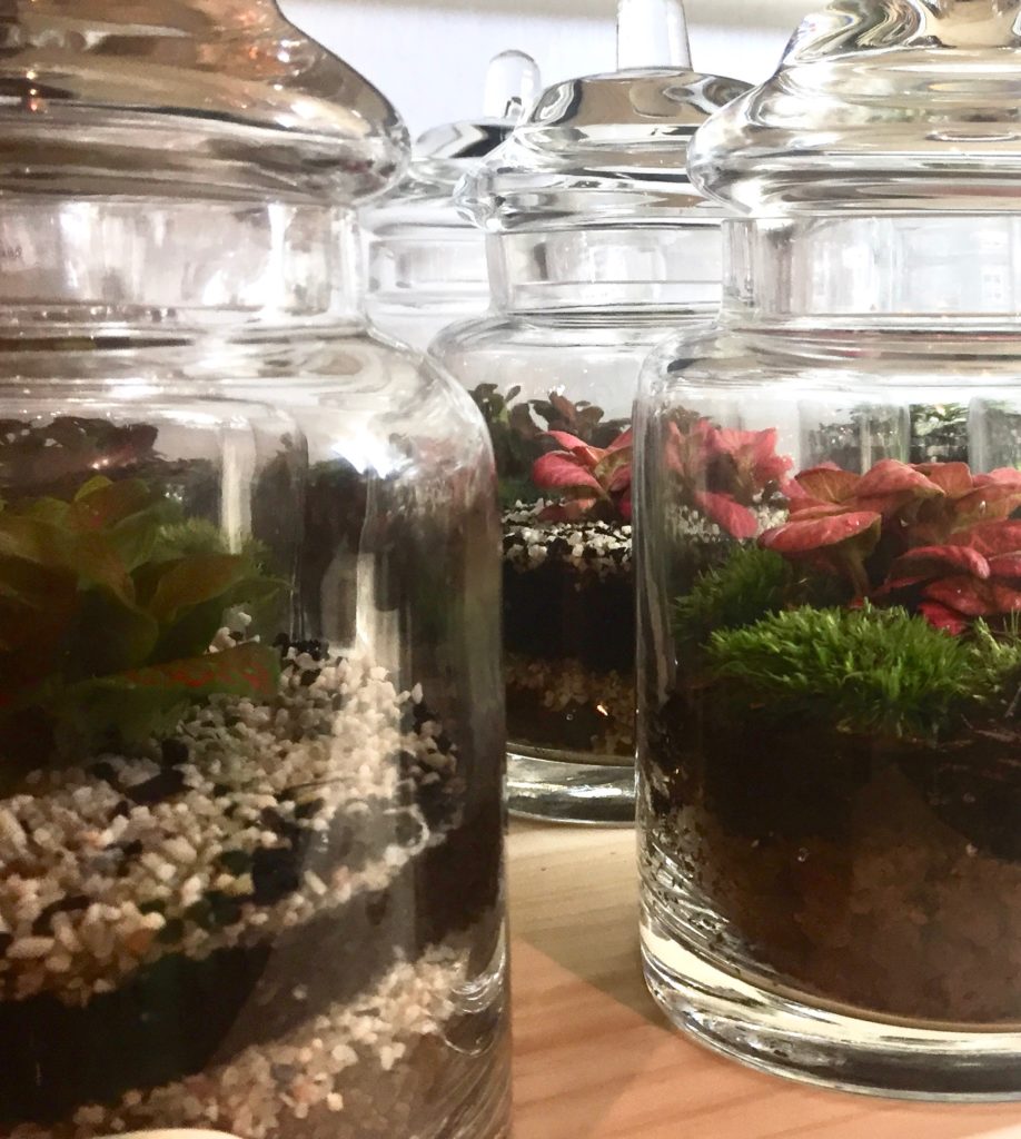 Comment faire un terrarium CAROLINE MUNOZ