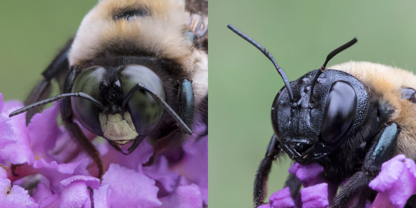 Why Do Carpenter Bees Chase Each Other Picture Of Carpenter