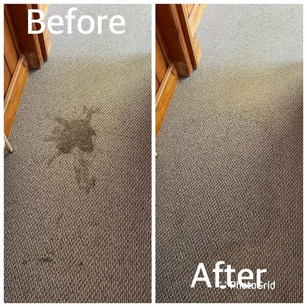 Carpet Cleaning in Kent Carpet Cleaning Services in Kent Carpet Bird