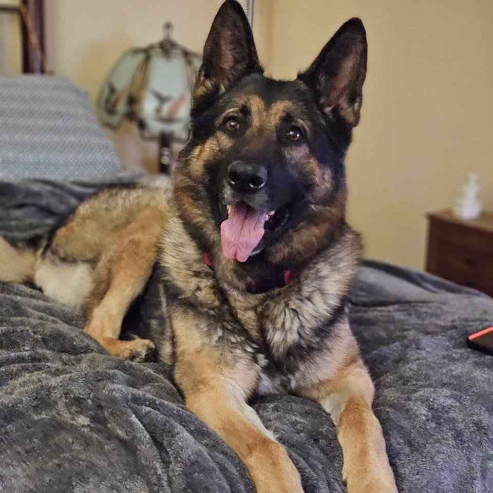 Carpet Cleaning Perry Vale SE23 20 000+ Positive Reviews