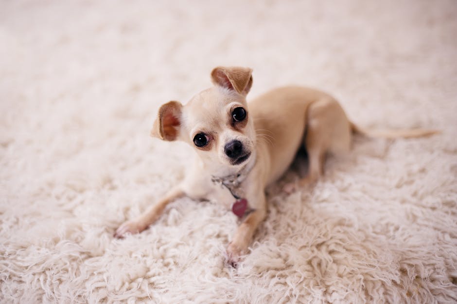 Professional Help or DIY? How to Remove Pet Odor from Carpets