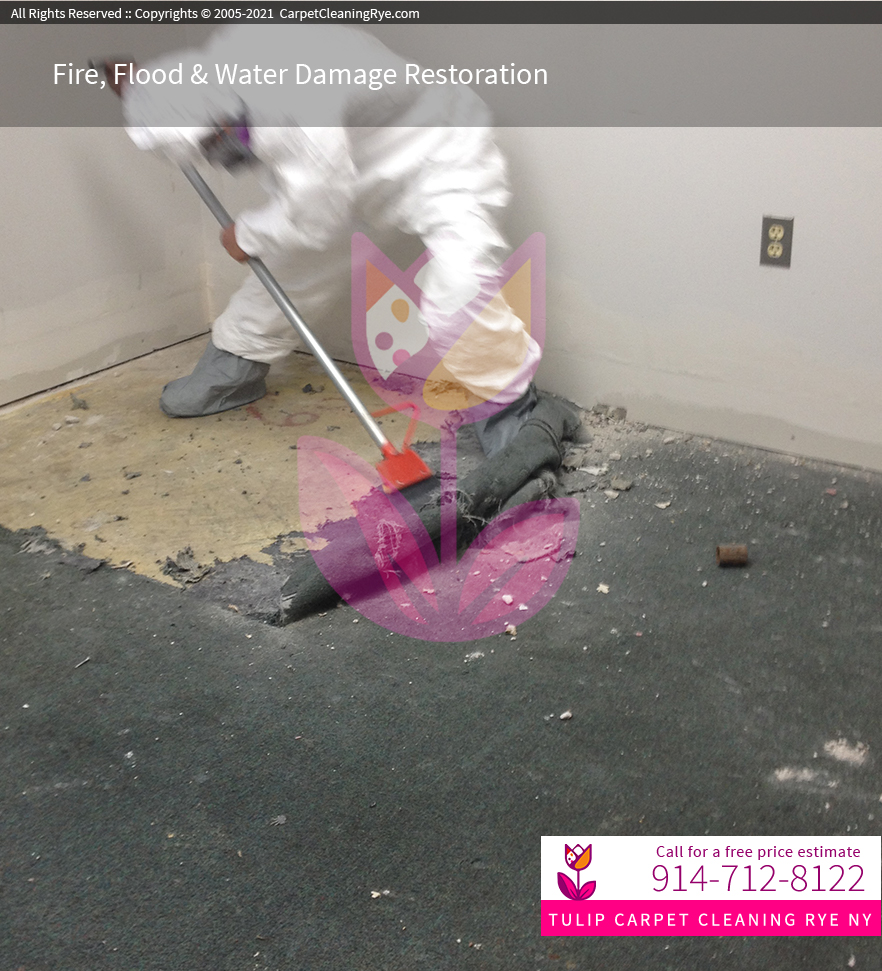 Tulip Carpet Cleaning Rye NY Cleanup Services Westchester County, NY