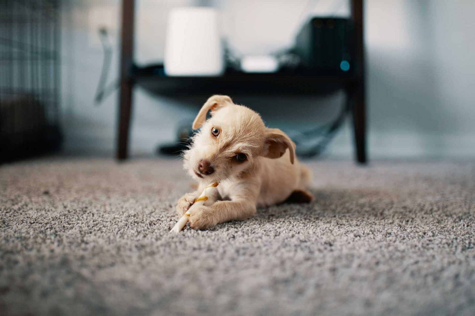 How To Stop Your Dog Peeing Or Pooping On A Carpet Spot CarpetGurus