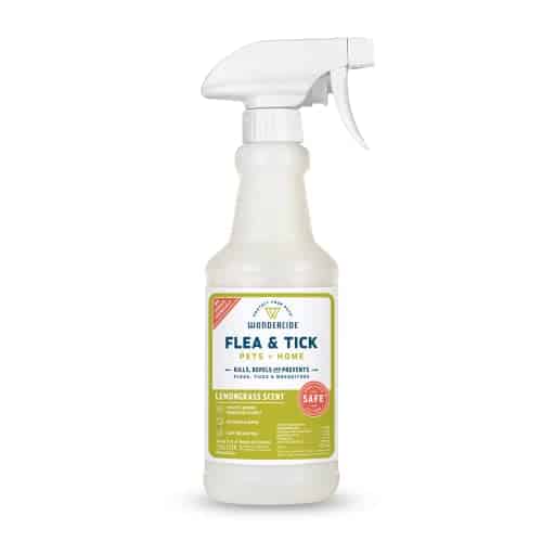 The Best Ways to Kill Fleas in Carpet CarpetGurus