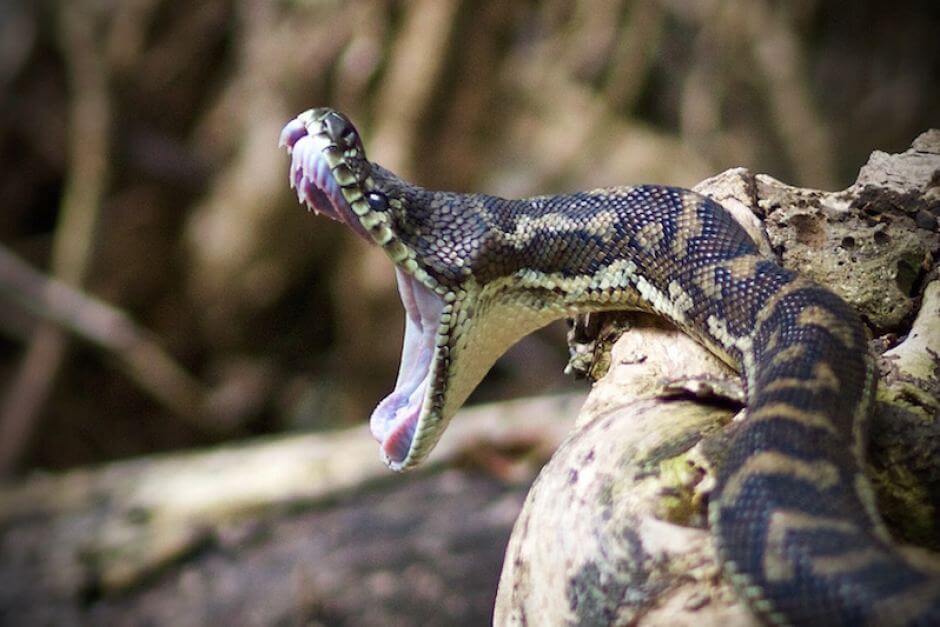 Jungle Carpet Python Length