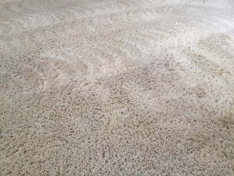Carpet Cleaning Langley BC Carpet Shock Gallery
