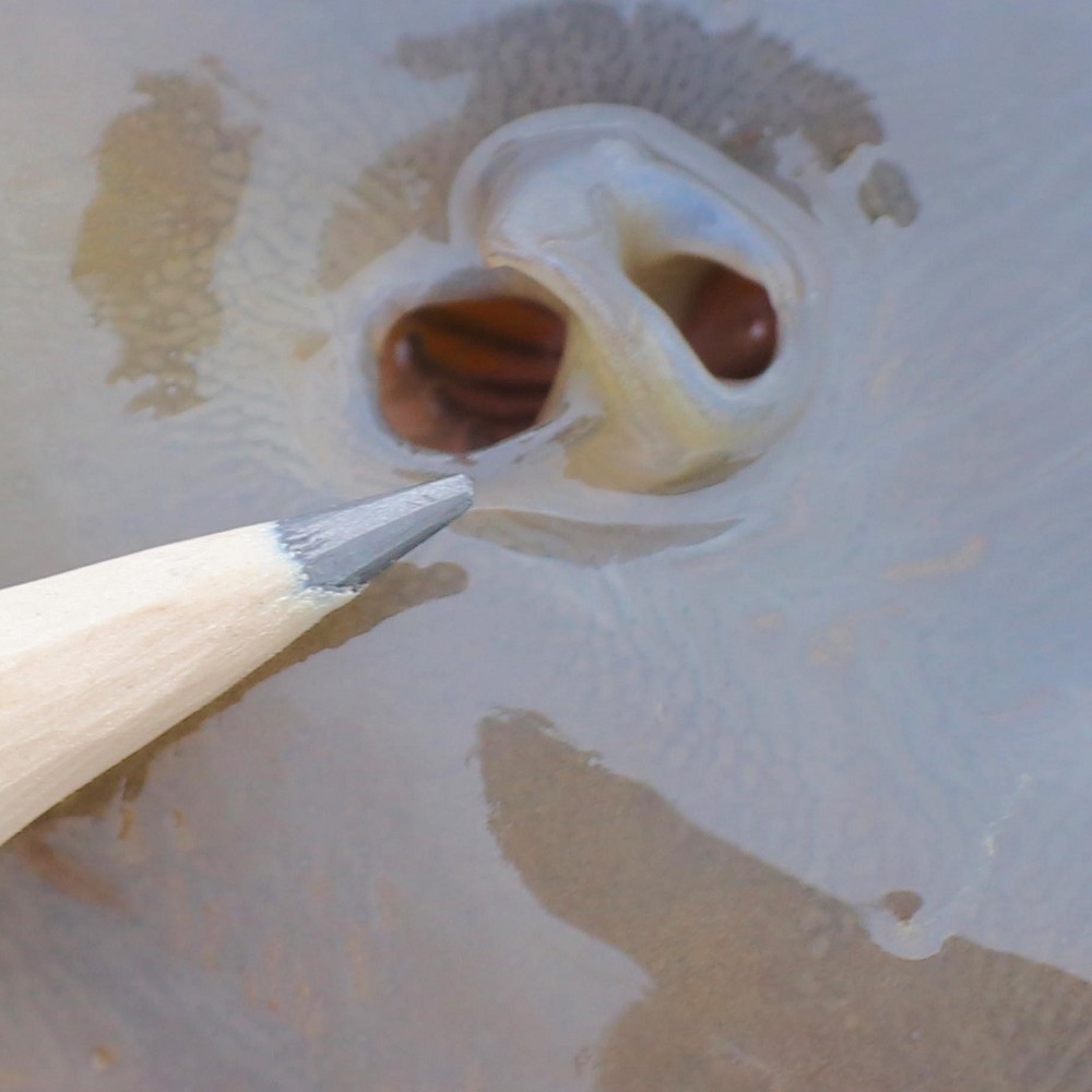 The truth about... a carp's sense of smell!