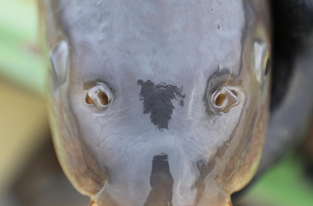 The truth about... a carp's sense of smell!