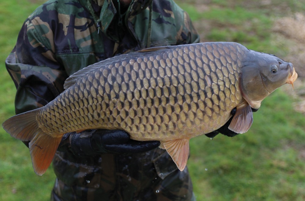 The truth about... a carp's sense of smell!