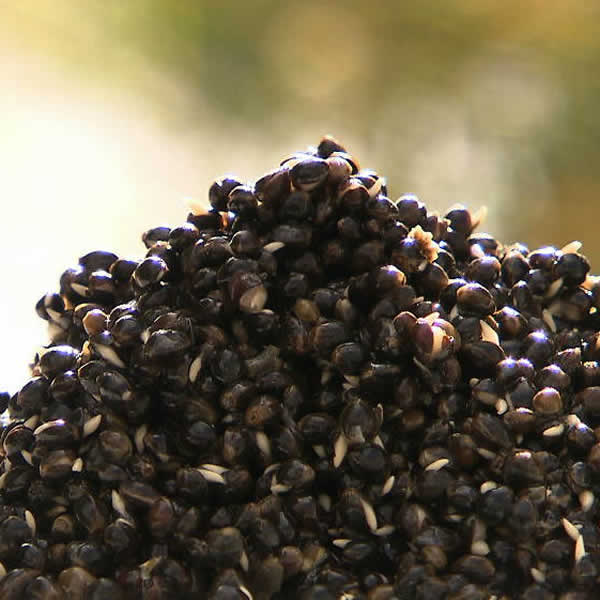 Carp Particles UK ShelfLife Hemp