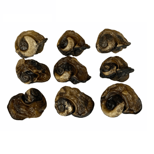 Whole Snail Hook Baits (Dried) Carp Particles fishing SNAIL