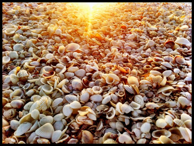 40 Photos of Sanibel Island, Florida Thousands of Exotic Shells Line