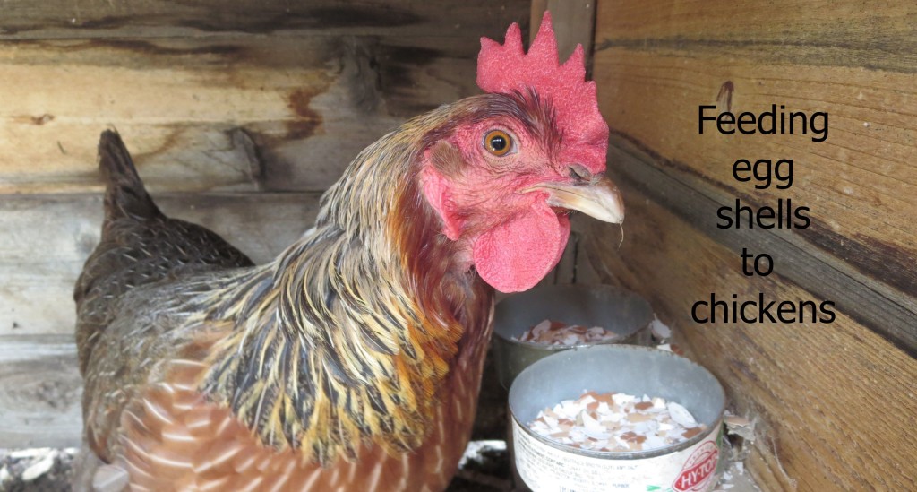 Feeding egg shells to chickens