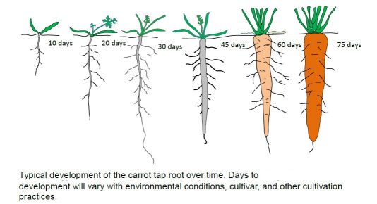 33 Root Structure And Growth Worksheet Answers Notutahituq Worksheet