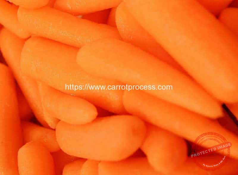 How Baby Carrot Invented Carrot Processing Machine Manufacture and Supplier
