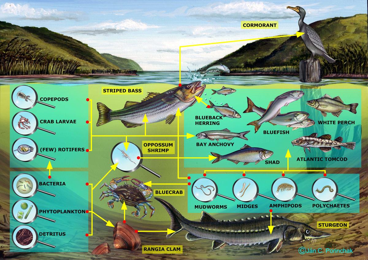 Brackish Channel Food Web Cary Institute of Ecosystem Studies