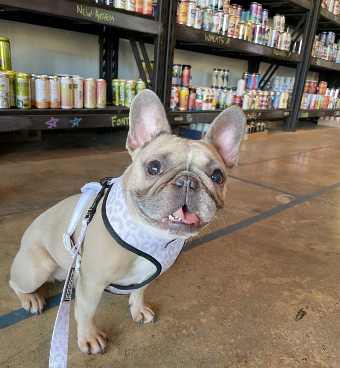 10 DogFriendly Places to Sniff Out Cary Magazine