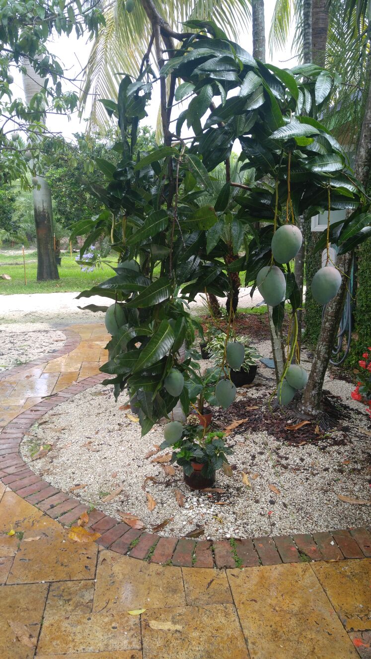 Mango Trees Know Your Mangoes Casaplanta Garden Center Miami FL