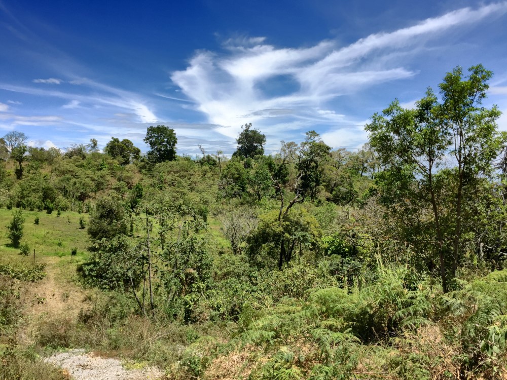 Lemon Grove, Boquete Panama Eco House Sites Boquete Panama Real