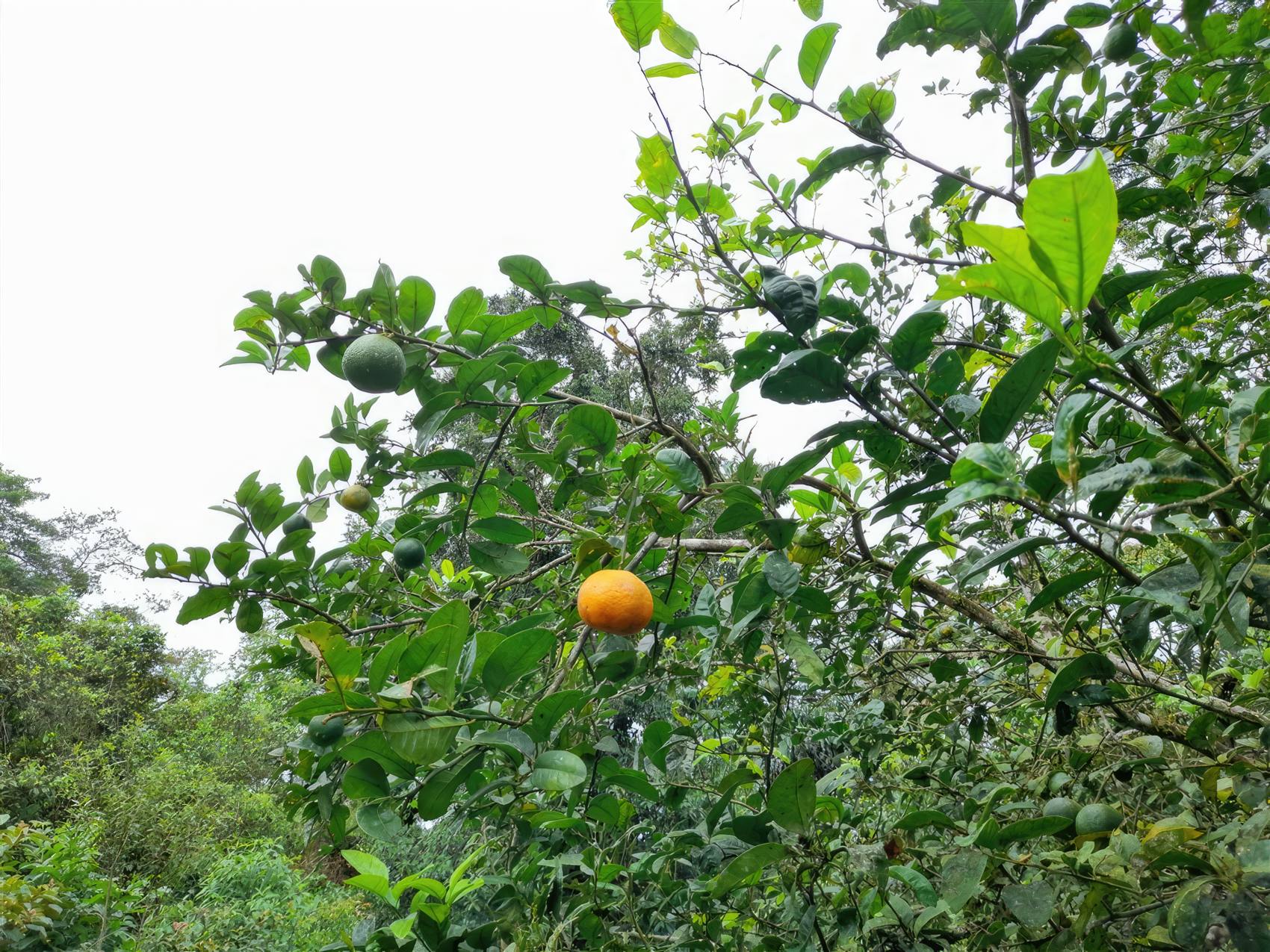 Cordillera Chiriqui Houses & Properties for Sale Casa Solution