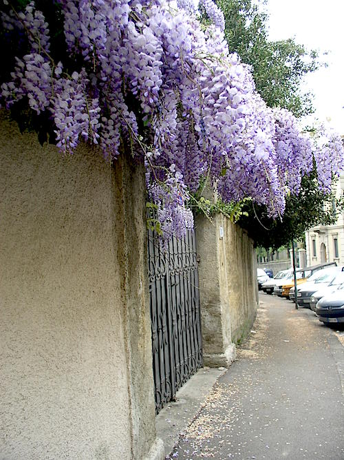 Wisteria Lane in Florence CASA VALENTINE...