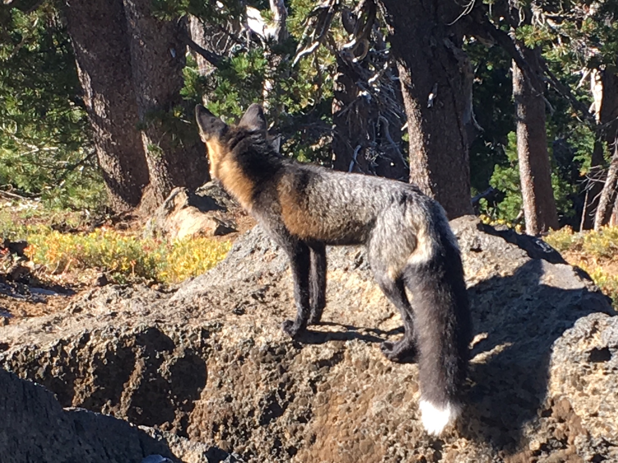 Natural History Pub Tracking the Sierra Nevada Red Fox Cascade Arts