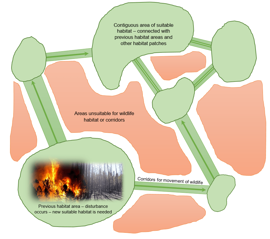 The Science Behind Conservation Habitat Connectivity in the Cascades