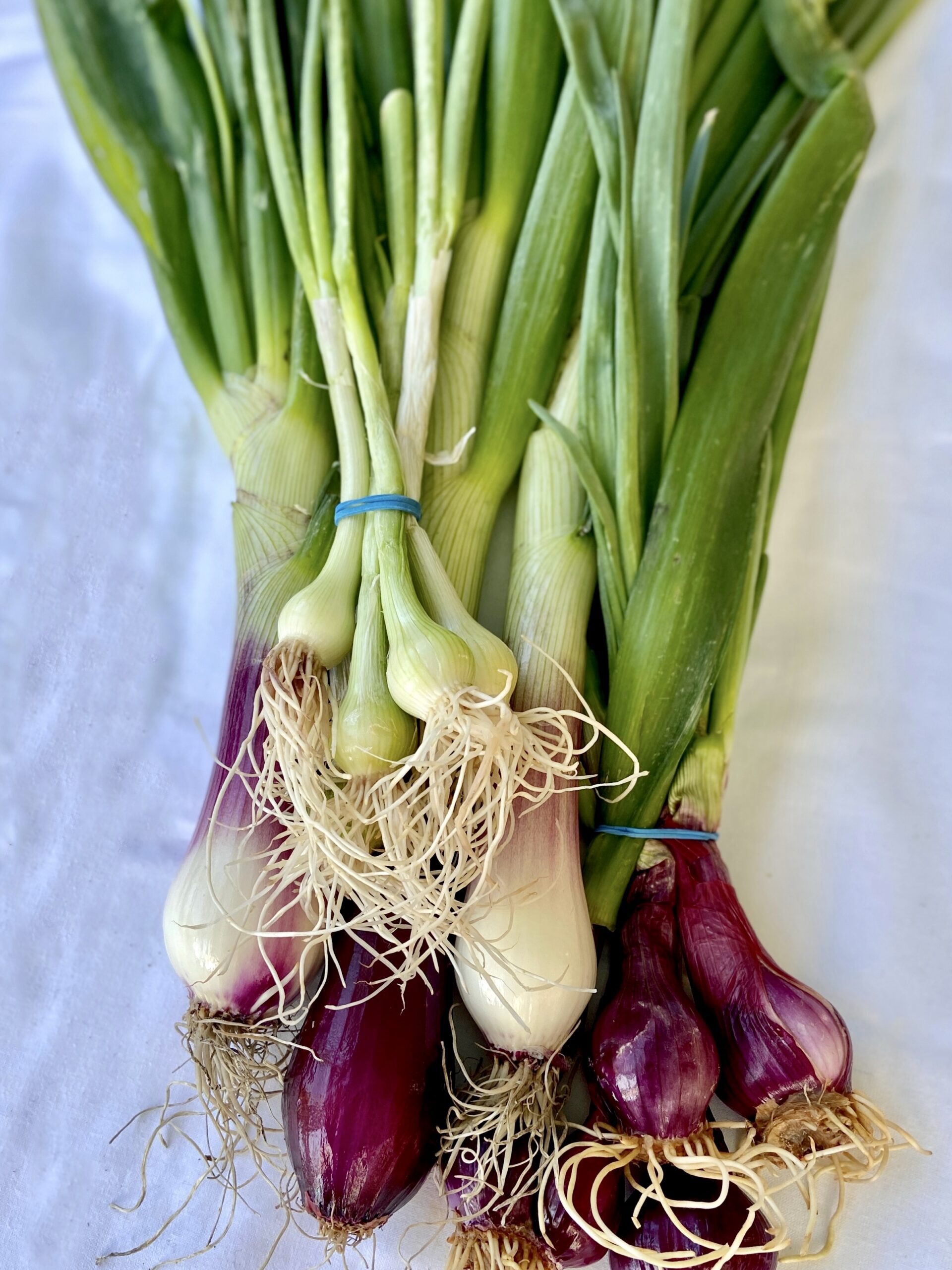 Seasonal eating Poached spring onion bulbs Cascadia Daily News