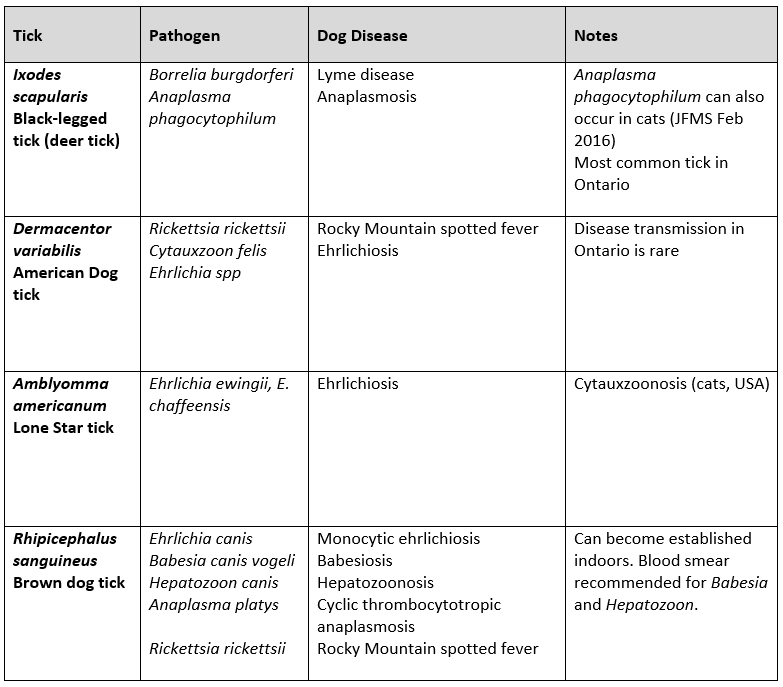 Ticks in Ontario What Animal Shelters Should Know Canadian Animal